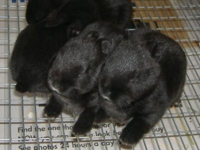 Champagne D'Argent Rabbits: Part 1 Image